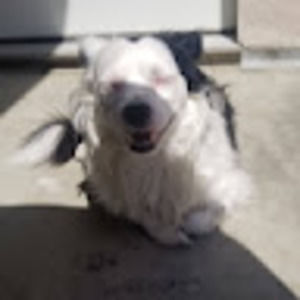 Meet your Posher, Ronaldo